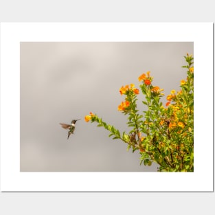 White-bellied woodstar hummingbird photography Posters and Art